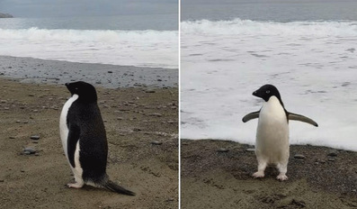 Rare Antarctic penguin accidentally travels 3000km to New Zealand